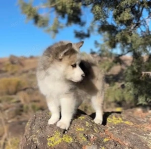 Vier gesunde Mini-Pomsky-Welpen abzugeben