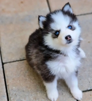 Liebevolle Mini-Pomsky-Welpen zu verkaufen.