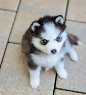 Sieben gesunde Mini-Pomsky-Welpen bereit zum Abgeben