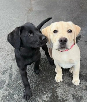 Sieben gesunde Labradorwelpen bereit