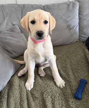 Sechs bezaubernde Labradorwelpen suchen ein Zuhause