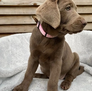 Bereit zum Abgeben: Labradorwelpen mit Papieren!