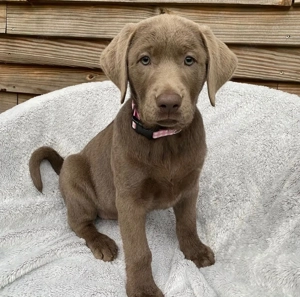 Nnndemo Liebevolle Labradorwelpen zu verkaufen