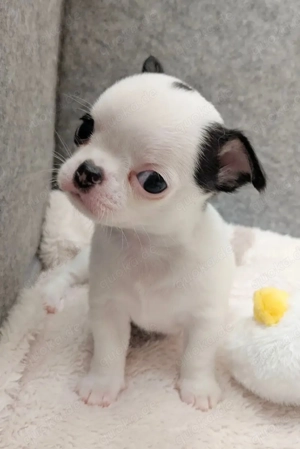 Energiegeladene Mini-Chihuahua-Welpen mit Papieren!