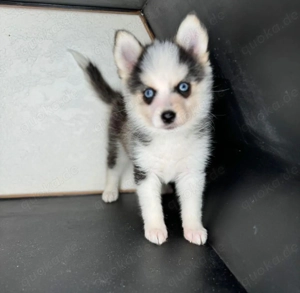 Gesunde Mini-Pomsky-Welpen zu verkaufen