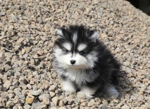 Niedliche Mini-Pomsky-Welpen abholbereit