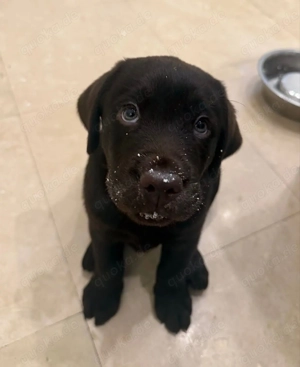 Schwarze Labradorwelpen mit Gesundheitszeugnissen!!!!!