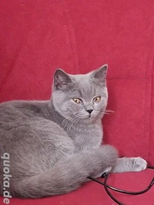 Verkaufe 2 Verschmuster Kater 