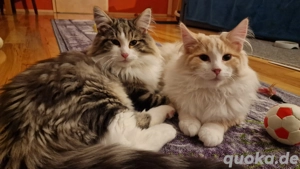 norwegische Waldkatze, 2 Kater abzugeben!