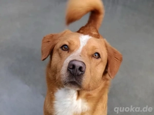 FINLEY    wartet auf seine Herzensmenschen