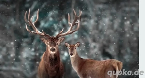 Tier Aufnahme..mehr in den Infos