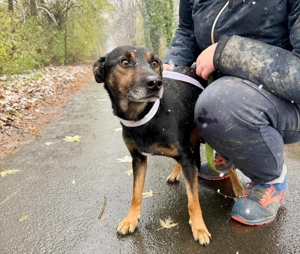  Pajti, z. Zt. in Ungarn, bin ein freundlicher Rüde mitten im Leben