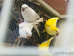 Mönnchsittich Hennen 