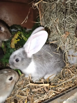 Deutsche Riesen Mädels 