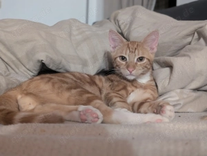   Ein kleines Seelchen sucht endlich Frieden   junger Kater braucht ein Herz, das ihn trägt 