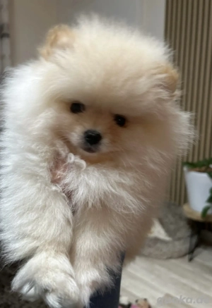Zwergspitz Pomeranian