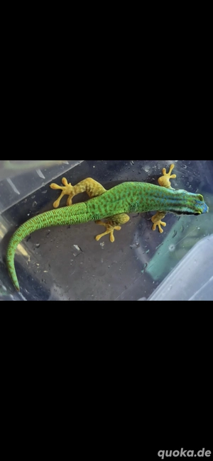 2.0 Phelsuma inexpectata 