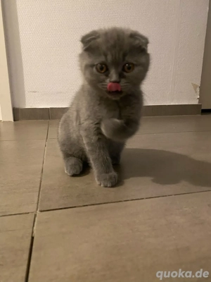 BKH Britische Kurzhaar Kitte abzugeben. 