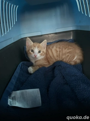 suche ein kater ohne name 