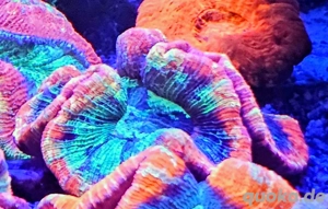 Korralen Trachyphyllia