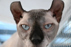 Kanadischer Sphynx elf Kater