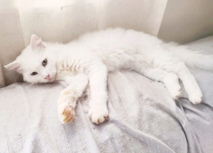 Kätzchen aus dem Tierschutz