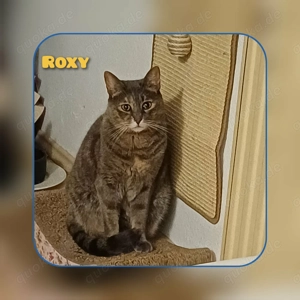 Unser Schatz Roxy sucht ihr Zuhause bei den besten Menschen