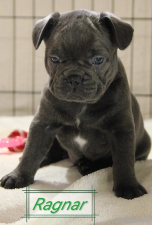 Französische Bulldoggen in blue, solid blue und blue tan mit Ahnentafel 