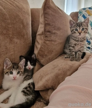 Babykatzen aus liebevoller Familienaufzucht