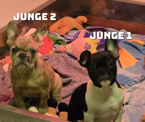 Französische Bulldogge Welpen 