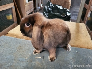 Liebe Zwergwidder Satin (m w Kastrat)