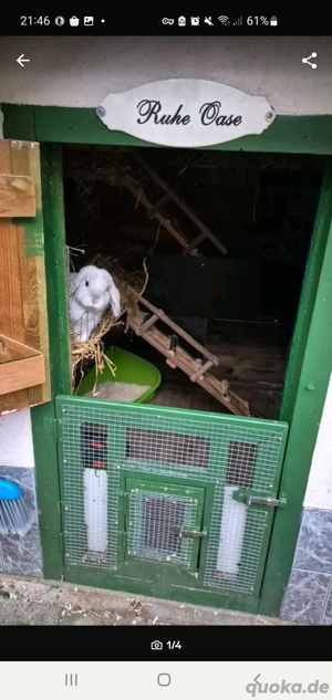 Zwergkanninchen in liebevolle Hände anzugeben 