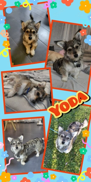 kleiner Traumhund "Yoda" sucht ein Zuhause -kinderlieb, katzenverträglich, menschenbezogen, lieb...