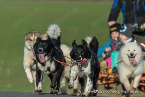 Abenteuer mit Schlittenhunden - Fahrten, Kindergeburtstage, Wandern - auch als Gutschein
