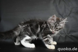wunderschönes Maine-Coon-Kätzchen