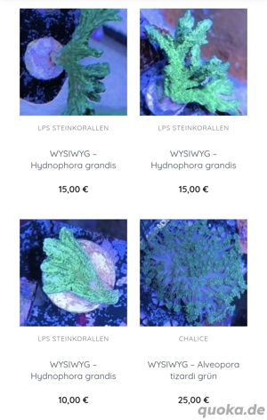 Korallen SPS LPS Scheibenanemonen Krustenanemonen 