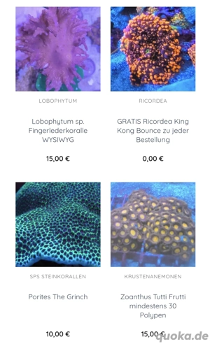 Korallen SPS LPS Scheibenanemonen Krustenanemonen  Bild 2