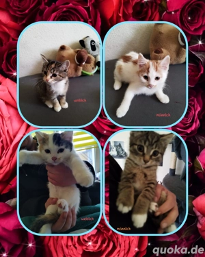 Unsere kleinen Katzen sind zum Ausziehen bereit 