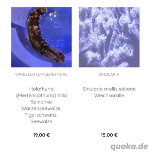 Korallen SPS LPS Scheibenanemonen Krustenanemonen  Bild 3