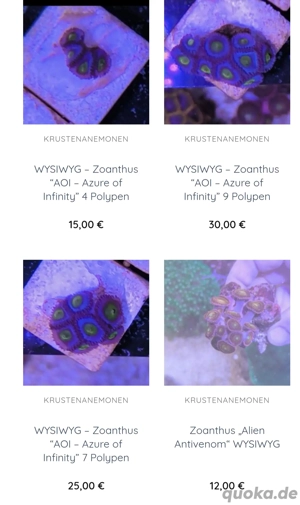 Korallen SPS LPS Scheibenanemonen Krustenanemonen  Bild 4
