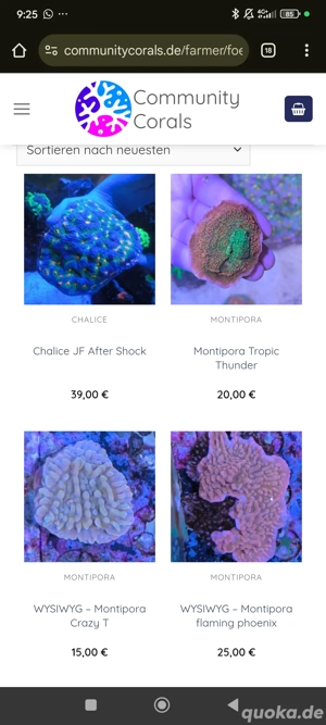 Korallen SPS LPS Scheibenanemonen Krustenanemonen  Bild 5