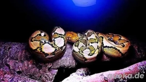 Netzpython '23 (Classic Albino)