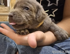 Reinrassige Labrador Welpen in silber und gelb mit Ahnentafel