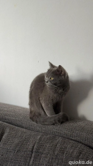 reinrassige Britisch