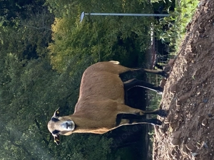 Kamerunschafe   Nutztiere 