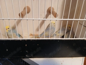 Wellensittiche rainbows 