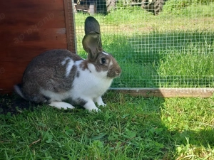 Häsin Dt. Riese etwas ängstlich 5 2025 geboren