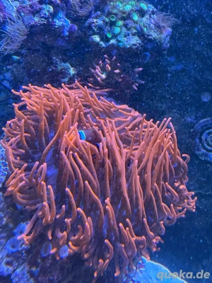 Kupferanemone mit Clownfischpärchen