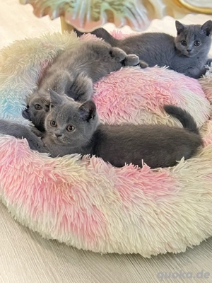 Britisch Kurzhaar Katzen