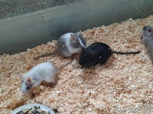 Degu Mädels abzugeben 